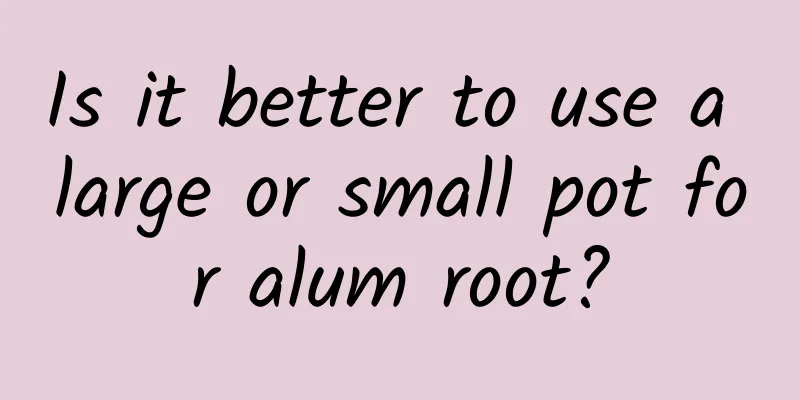 Is it better to use a large or small pot for alum root?