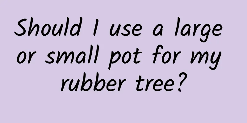 Should I use a large or small pot for my rubber tree?
