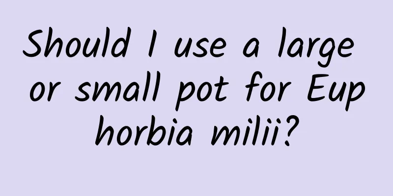 Should I use a large or small pot for Euphorbia milii?
