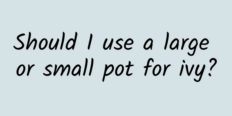 Should I use a large or small pot for ivy?