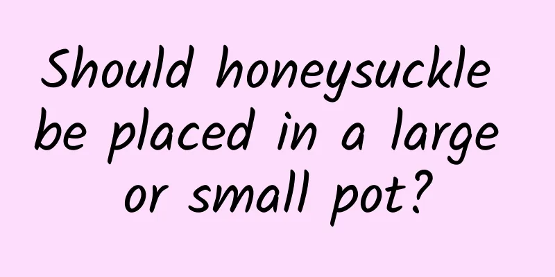Should honeysuckle be placed in a large or small pot?