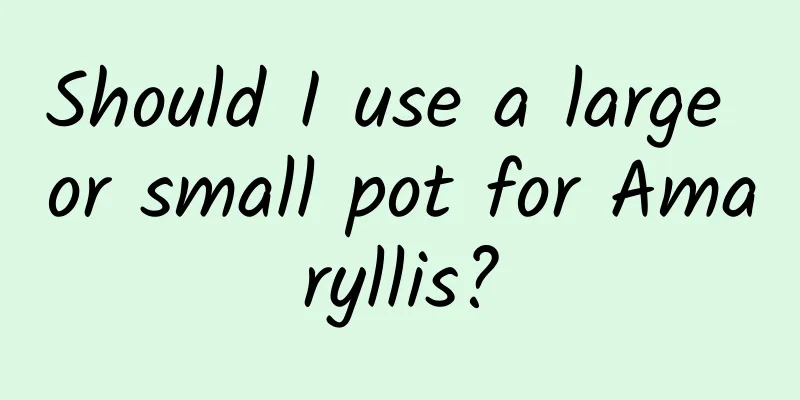 Should I use a large or small pot for Amaryllis?