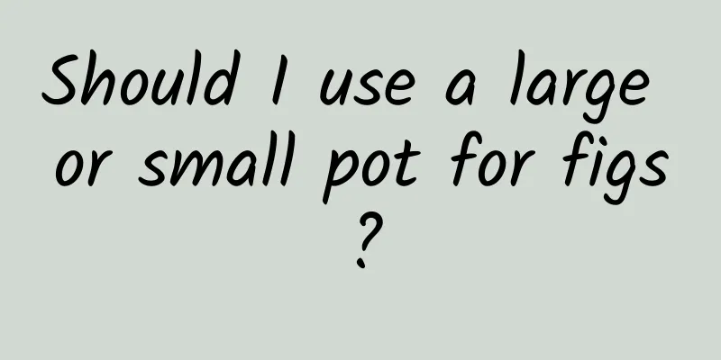 Should I use a large or small pot for figs?