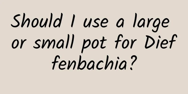 Should I use a large or small pot for Dieffenbachia?
