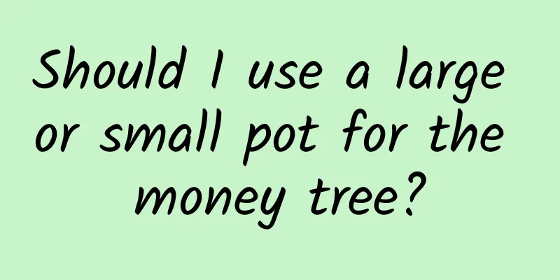 Should I use a large or small pot for the money tree?