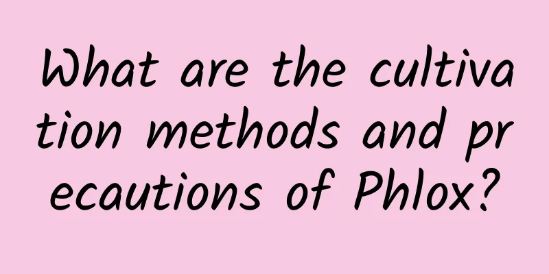 What are the cultivation methods and precautions of Phlox?