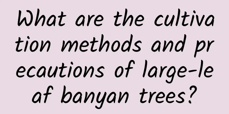 What are the cultivation methods and precautions of large-leaf banyan trees?