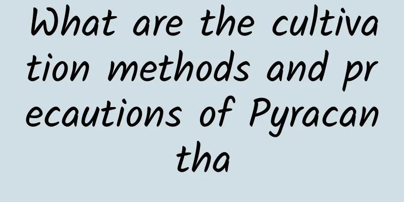What are the cultivation methods and precautions of Pyracantha