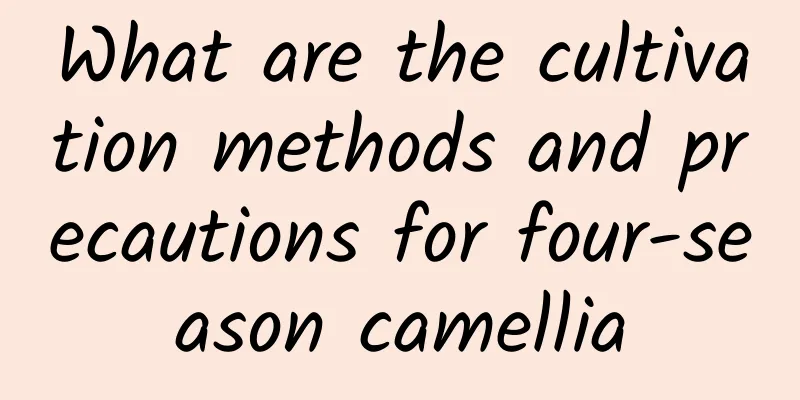 What are the cultivation methods and precautions for four-season camellia