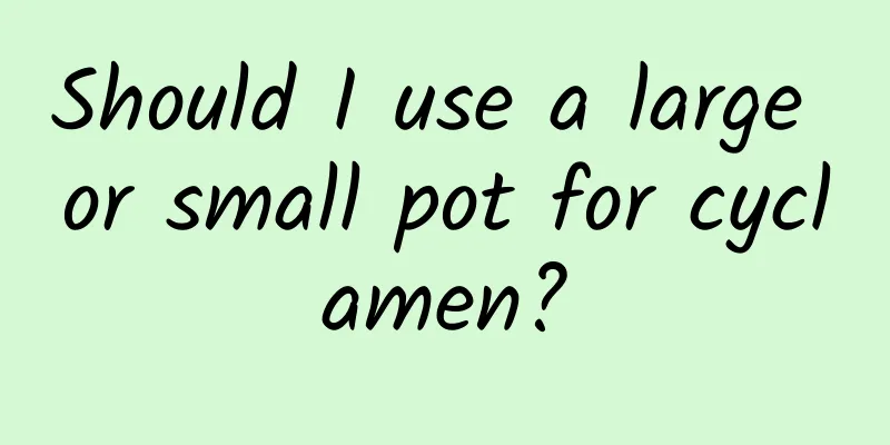 Should I use a large or small pot for cyclamen?