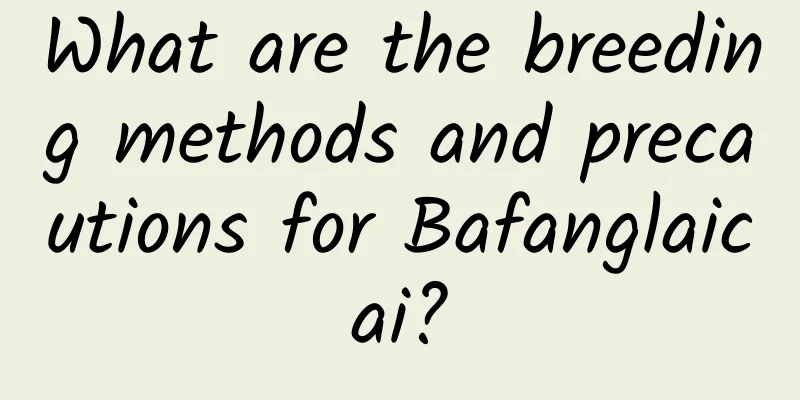 What are the breeding methods and precautions for Bafanglaicai?