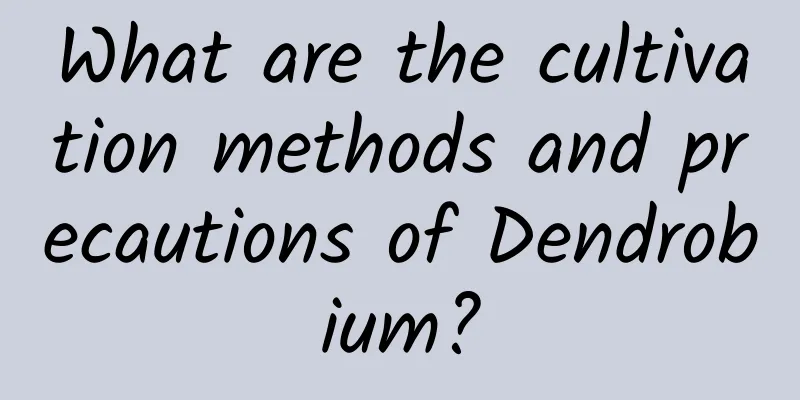What are the cultivation methods and precautions of Dendrobium?