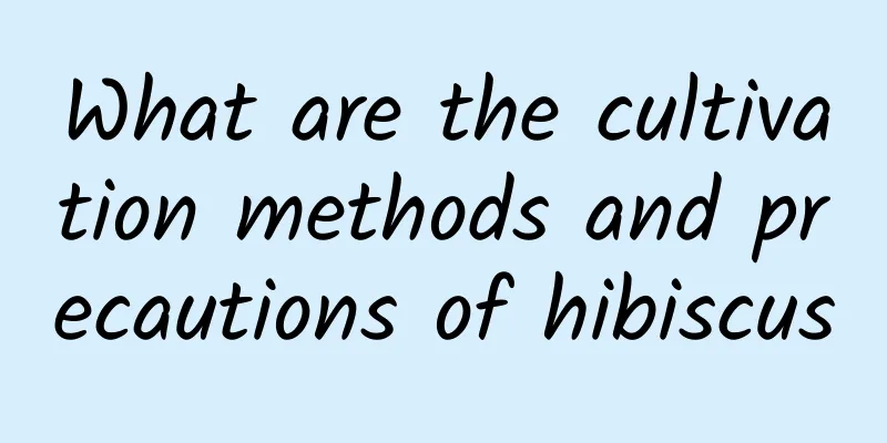 What are the cultivation methods and precautions of hibiscus