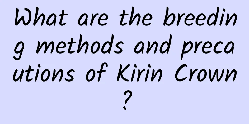 What are the breeding methods and precautions of Kirin Crown?