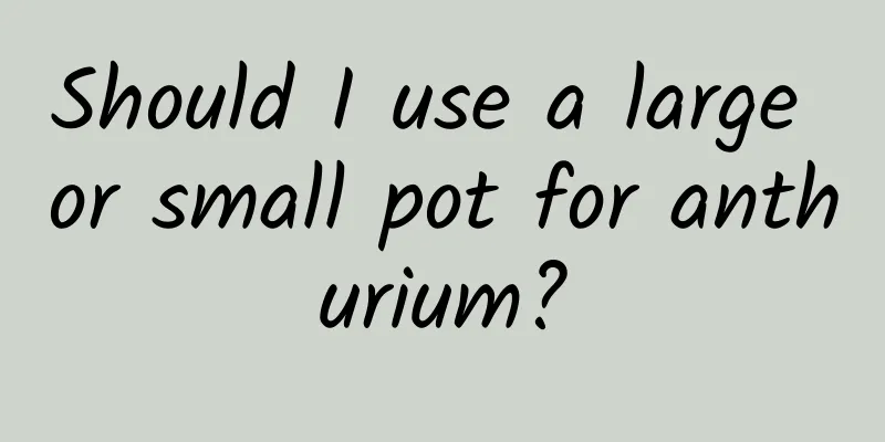 Should I use a large or small pot for anthurium?