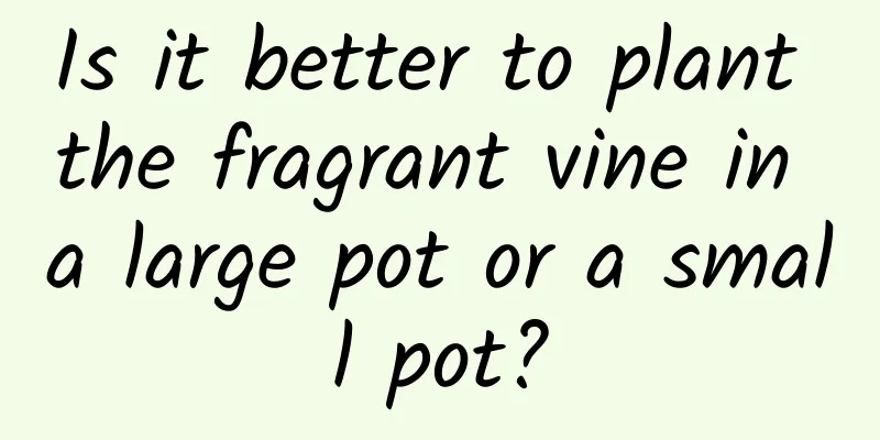Is it better to plant the fragrant vine in a large pot or a small pot?