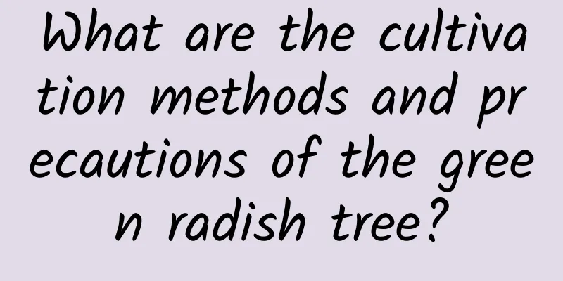 What are the cultivation methods and precautions of the green radish tree?