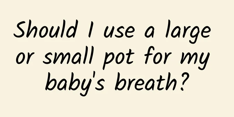 Should I use a large or small pot for my baby's breath?