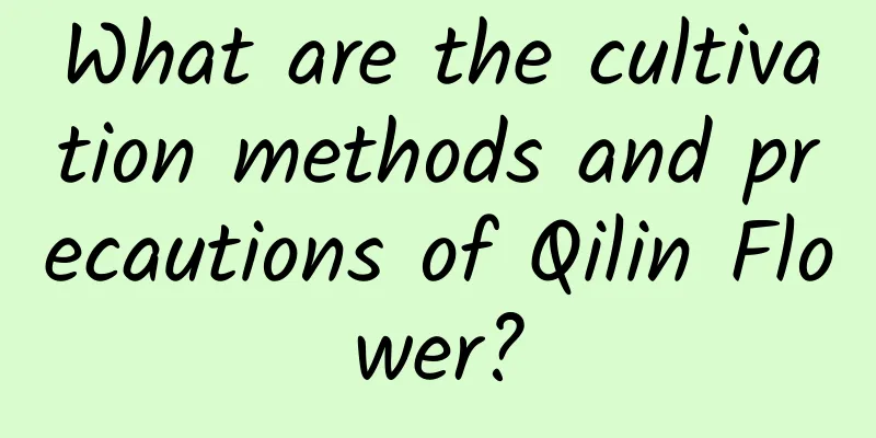 What are the cultivation methods and precautions of Qilin Flower?