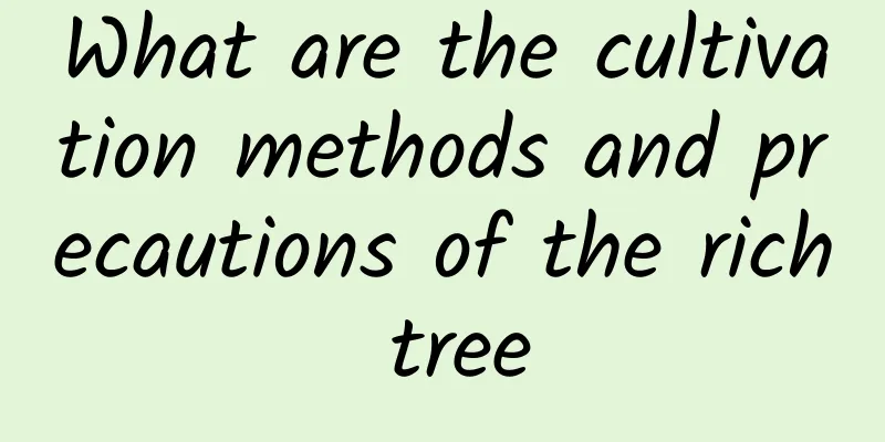 What are the cultivation methods and precautions of the rich tree