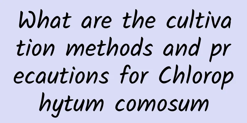 What are the cultivation methods and precautions for Chlorophytum comosum