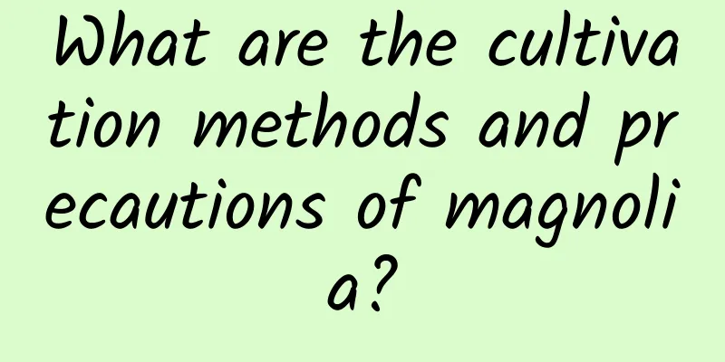 What are the cultivation methods and precautions of magnolia?