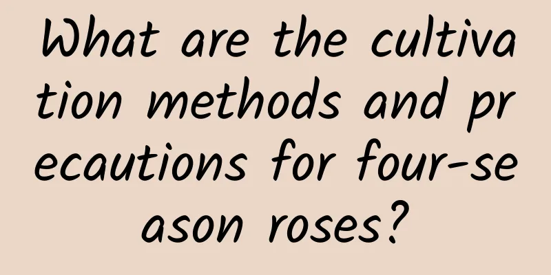 What are the cultivation methods and precautions for four-season roses?