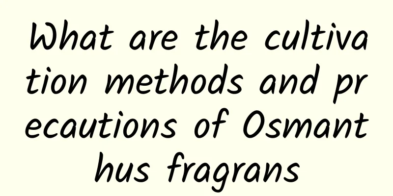 What are the cultivation methods and precautions of Osmanthus fragrans