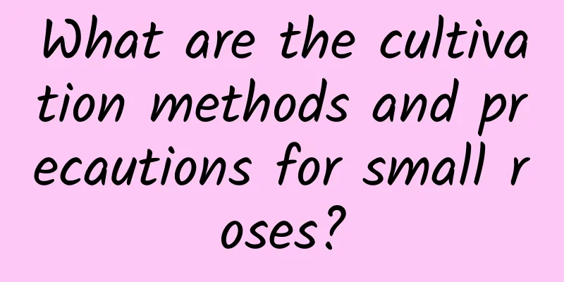 What are the cultivation methods and precautions for small roses?