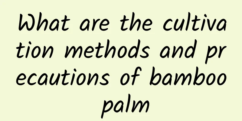 What are the cultivation methods and precautions of bamboo palm