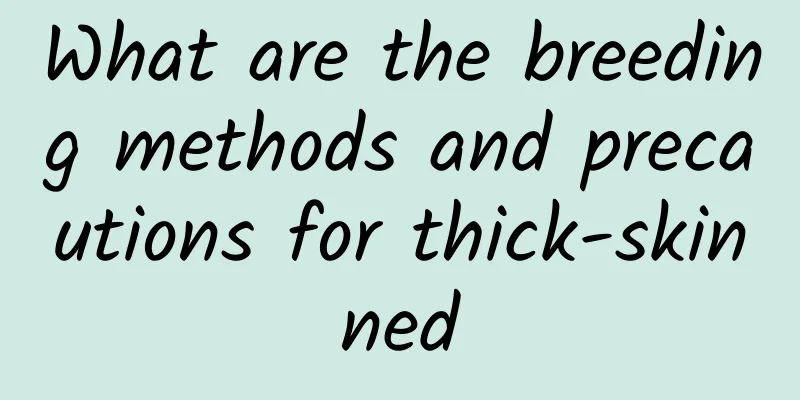 What are the breeding methods and precautions for thick-skinned