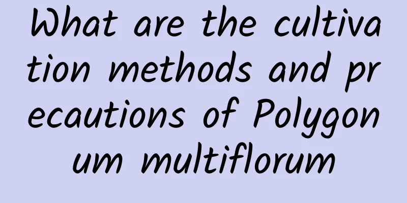 What are the cultivation methods and precautions of Polygonum multiflorum