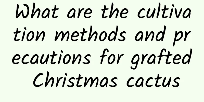 What are the cultivation methods and precautions for grafted Christmas cactus