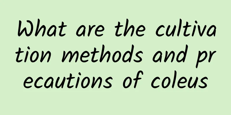 What are the cultivation methods and precautions of coleus