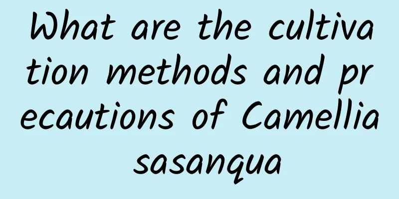 What are the cultivation methods and precautions of Camellia sasanqua