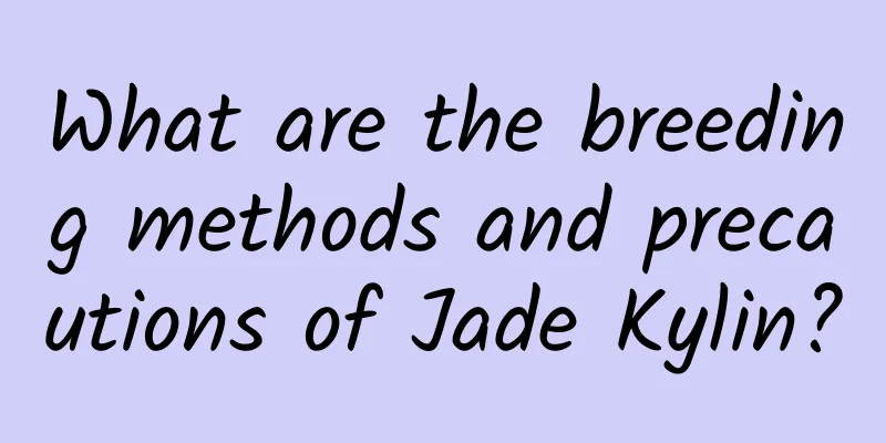 What are the breeding methods and precautions of Jade Kylin?