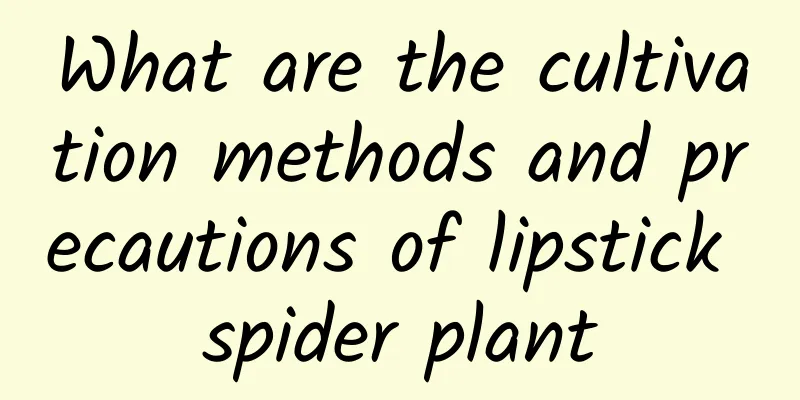 What are the cultivation methods and precautions of lipstick spider plant
