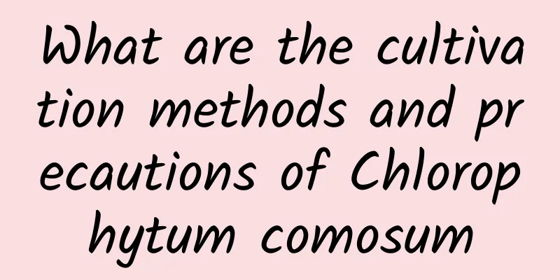 What are the cultivation methods and precautions of Chlorophytum comosum