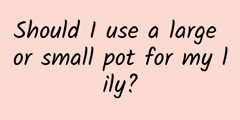 Should I use a large or small pot for my lily?