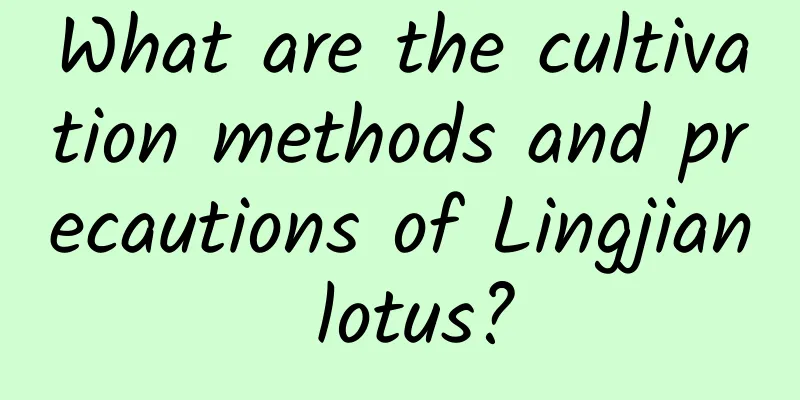 What are the cultivation methods and precautions of Lingjian lotus?