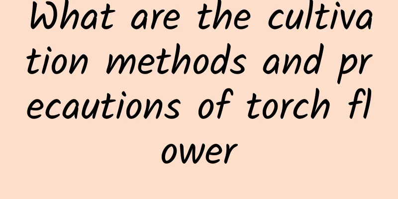 What are the cultivation methods and precautions of torch flower
