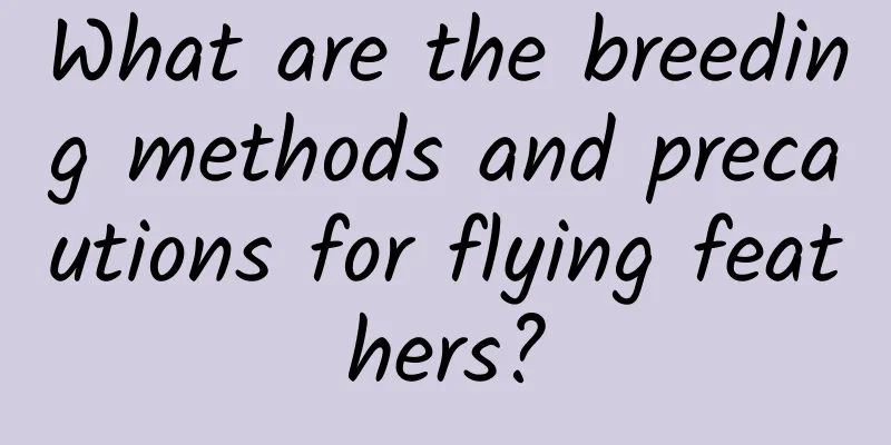 What are the breeding methods and precautions for flying feathers?