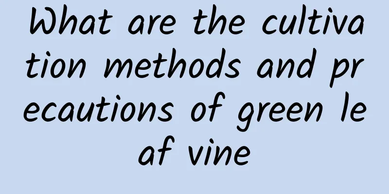 What are the cultivation methods and precautions of green leaf vine
