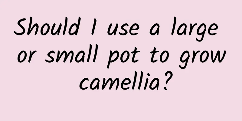 Should I use a large or small pot to grow camellia?