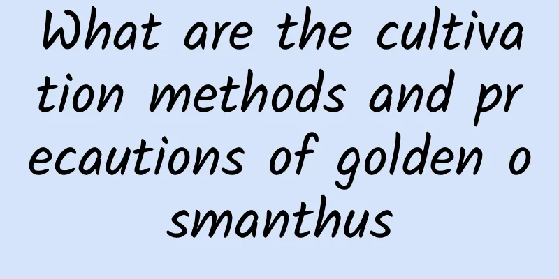 What are the cultivation methods and precautions of golden osmanthus