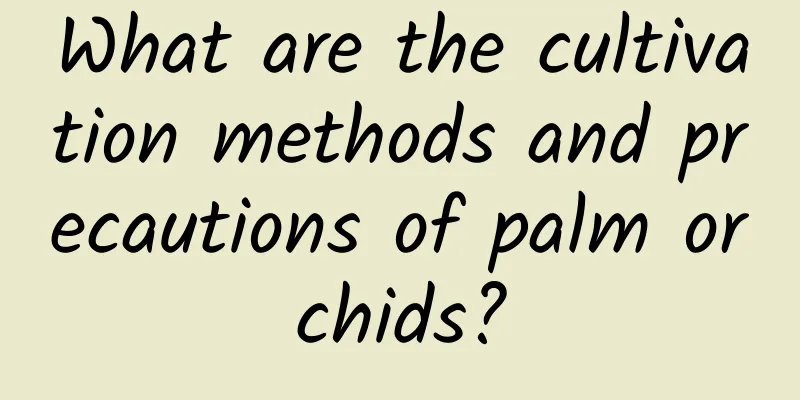What are the cultivation methods and precautions of palm orchids?