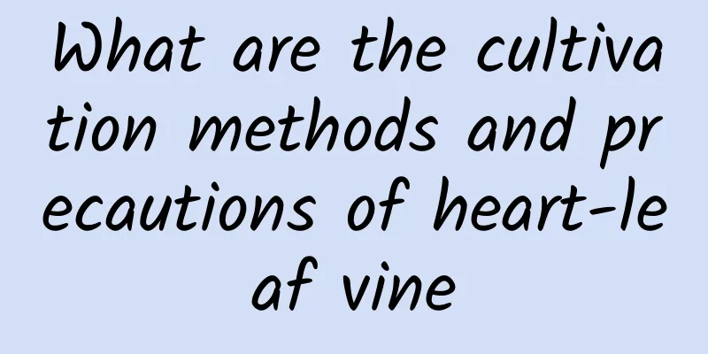 What are the cultivation methods and precautions of heart-leaf vine