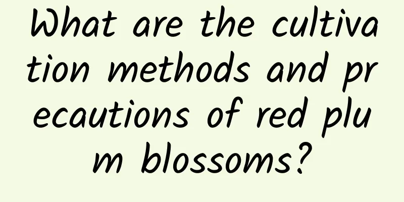 What are the cultivation methods and precautions of red plum blossoms?