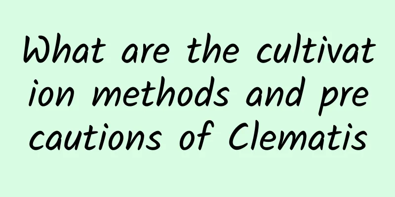 What are the cultivation methods and precautions of Clematis