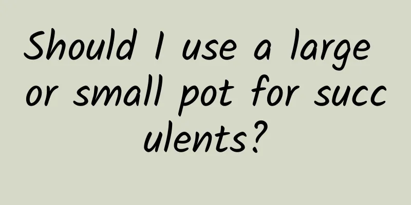 Should I use a large or small pot for succulents?